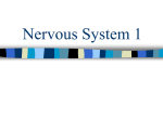 Nervous System 1