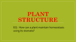 PLANT STRUCTURE GL