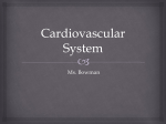 Cardiovascular System PowerPoint