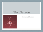 Chapter 12 The Nervous System