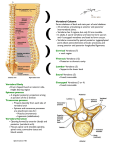 Spinal Issues