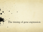The timing of gene expression