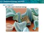 4.1 Chemical Energy and ATP