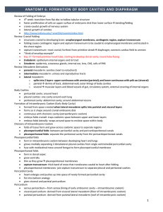 anatomy 6: formation of body cavities and diaphragm