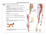 Posterior thigh