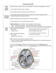 Cranial nerves (L15)