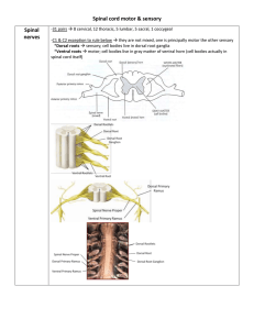 Changes in spinal cord
