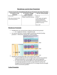 Membrane and Action Potentials