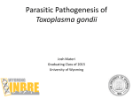 Toxoplasma gondii Infection - Wyoming Scholars Repository