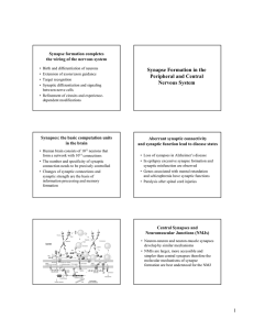 Synapse Formation in the Peripheral and Central Nervous System