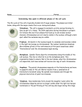 Determining time spent in different phases of the cell cycle