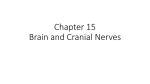 Chapter 15-Brain and Cranial Nerves