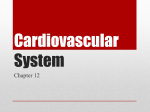 Cardiovascular System