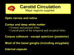 Carotid Circulation - UMass Medical School