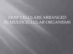 how cells are arranged in multicellular organisms