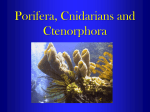 Porifera, Cnidarians and Ctenorphora