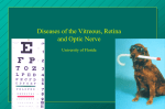 Diseases of the Vitreous, Retina and Optic Nerve
