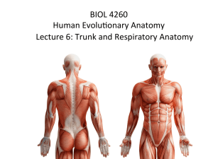 BIOL 4260 Human Evolu$onary Anatomy Lecture 6: Trunk and