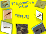 Stoneflies - walidandbrandon
