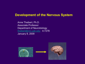 Development of the Central Nervous System I. Macrscopic