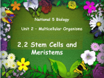 Stem Cells and Meristems - Smithycroft Secondary School