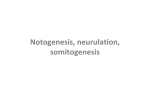 Notogenesis, neurulation, somitogenesis
