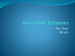 Incredible Enzymes - Mrs. Tuma`s Biology Page