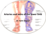 Arteries and veins of the lower limb