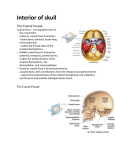 Interior of skull