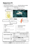 Neurons (nerve cells)