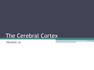 The Cerebral Cortex