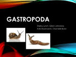 Gastropoda