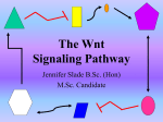 WNT Signaling