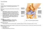 The Lower Extremity The Knee The knee is the most complicated