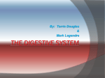 The Digestive System