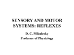 SENSORY AND MOTOR SYSTEMS: REFLEXES