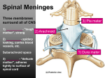 Ch 14: Spinal Cord and Spinal Nerves