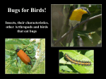 Bugs for Birds! - Tale of Chipilo