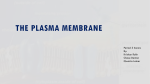 The Plasma Membrane