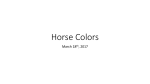 Horse Colors