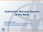 Autonomic Nervous System of the Neck