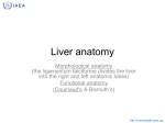 Liver anatomy - Human Health Campus