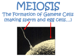 MEIOSIS (making sperm and egg cells…)