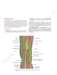 Popliteal Fossa