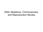 DNA, Mutations, Chromosomes, and Reproduction Review