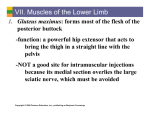VII. Muscles of the Lower Limb