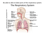 What is the main job of the respiratory system?