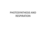 photosynthesis and respiration