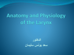 laryngeal cartilage