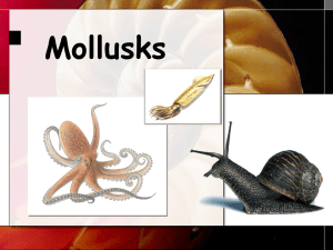 Molluscs revised cam - Old Mill High School